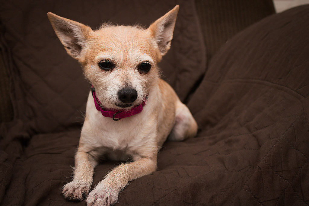 Are Schnauzer-Poodle Crosses Truly Hypoallergenic?