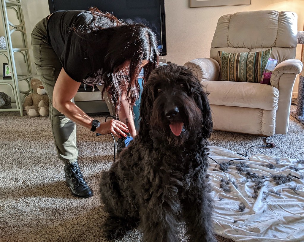 Choosing a Mobile Dog Grooming Trailer for Your Business