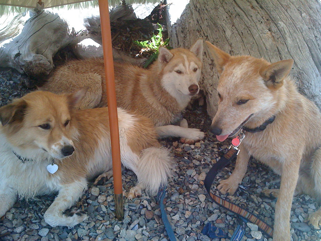 Dull Coat? How to Tell If Your Dog Needs More Fatty Acids
