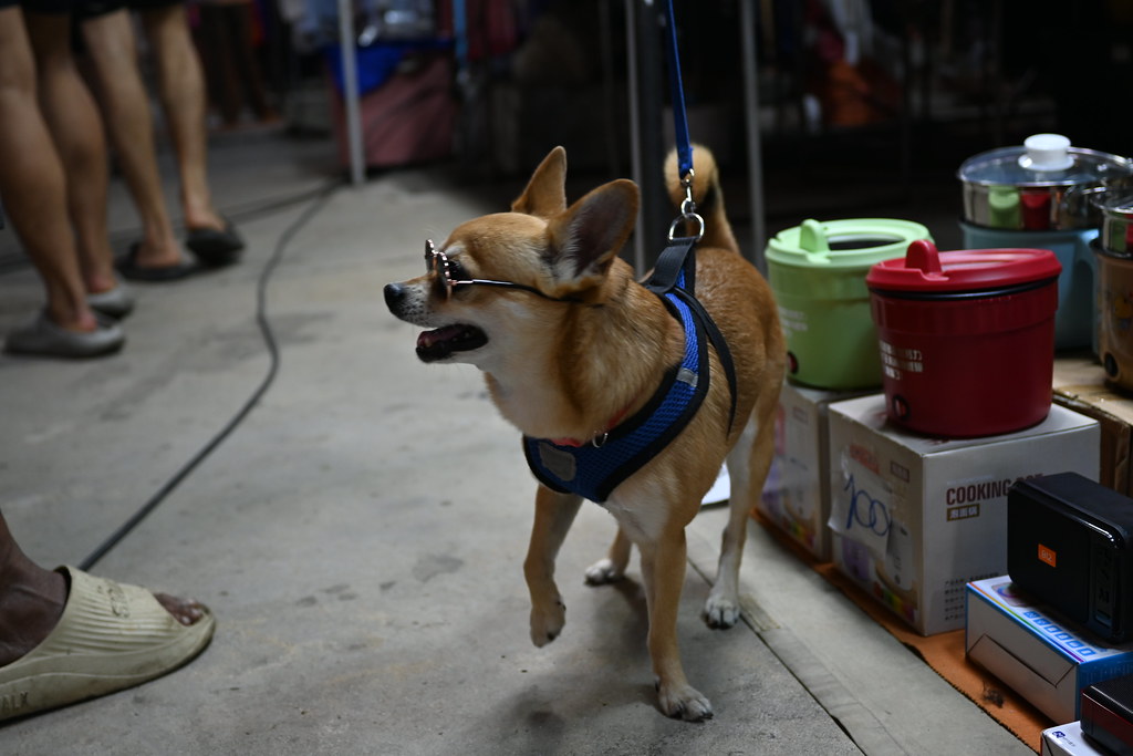 How to Find a Trustworthy Hypoallergenic Dog Breeder
