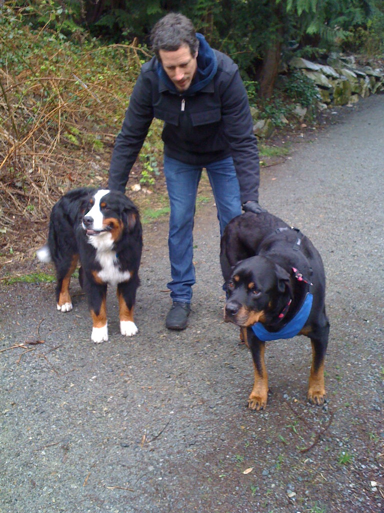 How to Switch Your Dog's Food Safely