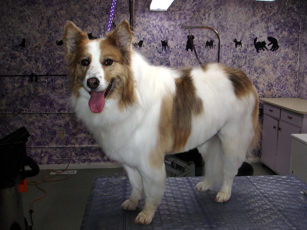 Making Grooming a Bonding Ritual With Your Dog