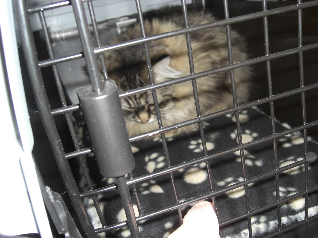 How to Pick a Dog Crate and Bed That Actually Last