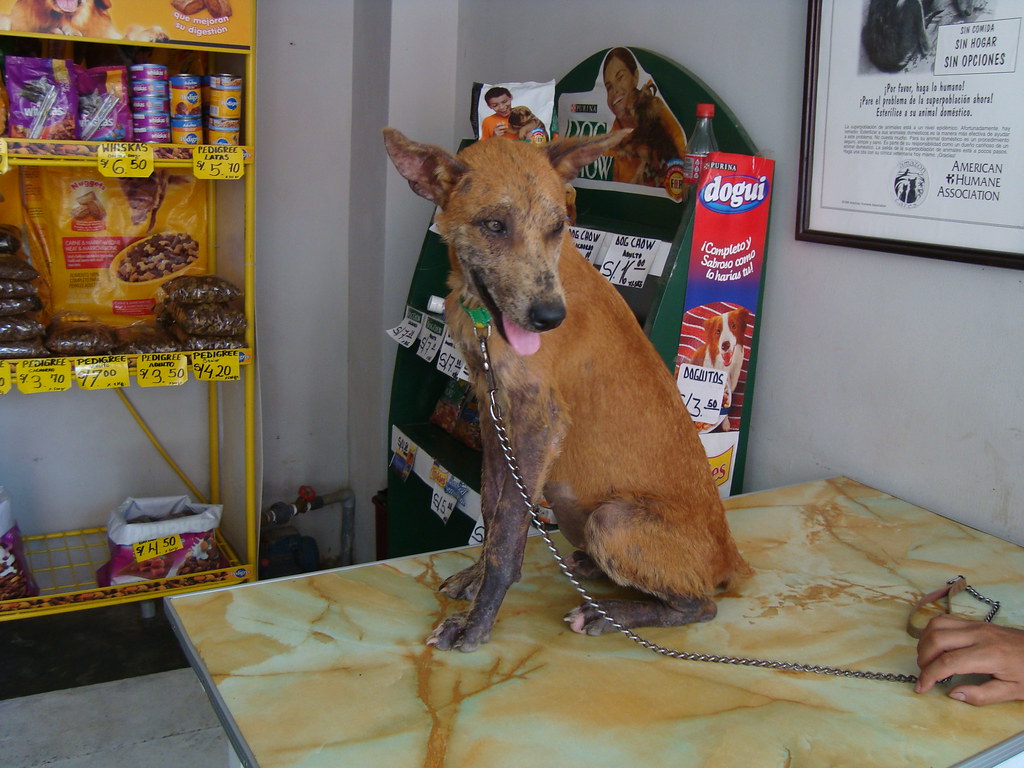 Reading Allergy Flare-Ups in a Hypoallergenic Dog