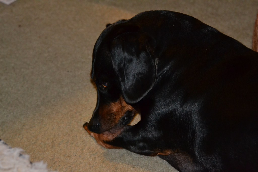 Why Grooming Is More Than Making Your Dog Look Good