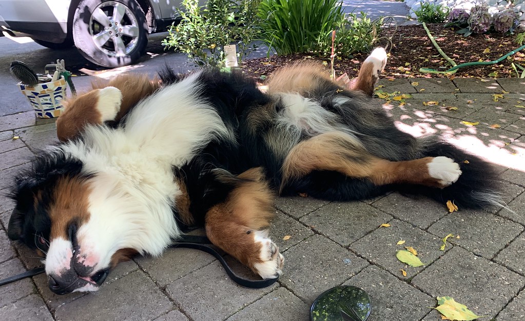 Why Regular Grooming Quietly Extends a Dog's Life