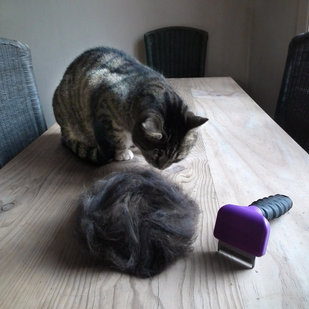 Why Regular Grooming Quietly Extends a Dog's Life
